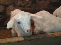 Keçi, Saanen goat — foto 7