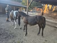 حصان, Welsh Cob — الصورة 5