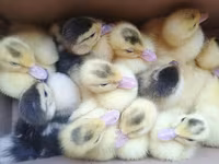 Ducks — foto 3