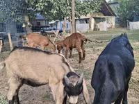 Goat, Goats — photo 2