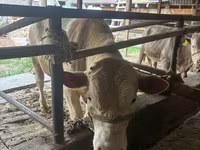 Buğa, Auliekol irqi — foto 4