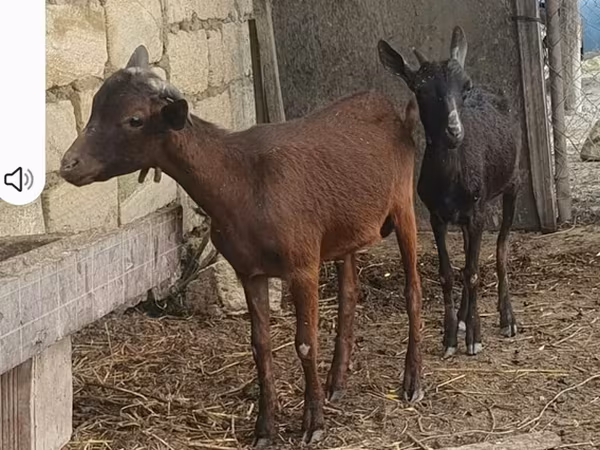 母山羊, Goats