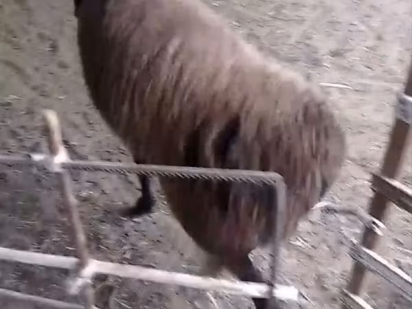公羊, Hissar sheep