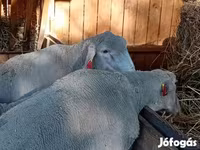Baran, Merino sheep — zdjęcie 4