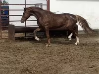 Horse (M), Arabian horse — photo 3