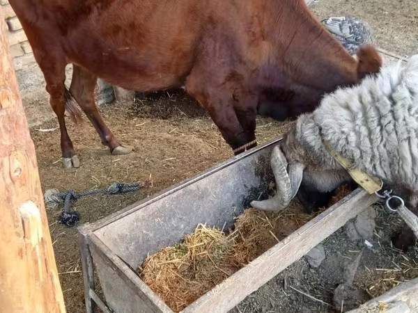 İnək, Mal-qara