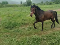 Horse (M), Horses — photo 5