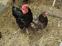Brahma — photo 4