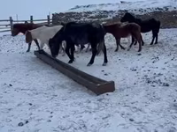 حصان, Mugalzhar horse — الصورة 5