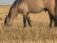 At, Bashkir horse — foto 4