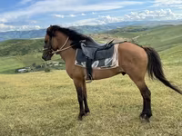 At, Azerbaijan horse — foto 2