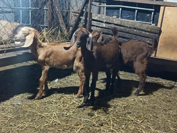 Goats (batch, sex not specified), Goats — Azerbaijan