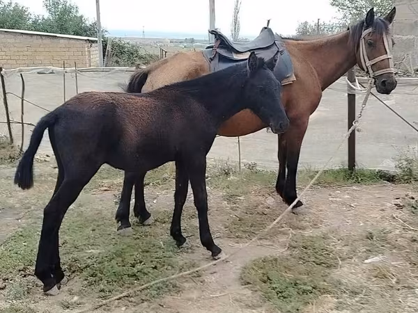Madyan, Atlar