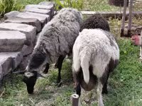 Schaf, Romanov sheep — Foto 7