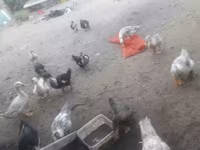 Ducks — photo 2