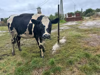 Cow, Russian Black pied cattle — photo 1