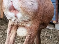 Qoç, Arashan sheep — foto 2