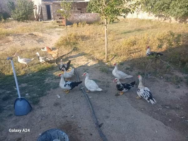 Ducks — Azerbaijan