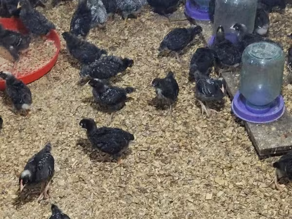 Chickens