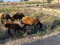 Qoyun, Qoyunlar — foto 5