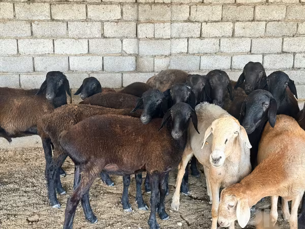 Sheep (batch, sex not specified), Sheep