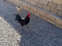 Chickens — 照片 1