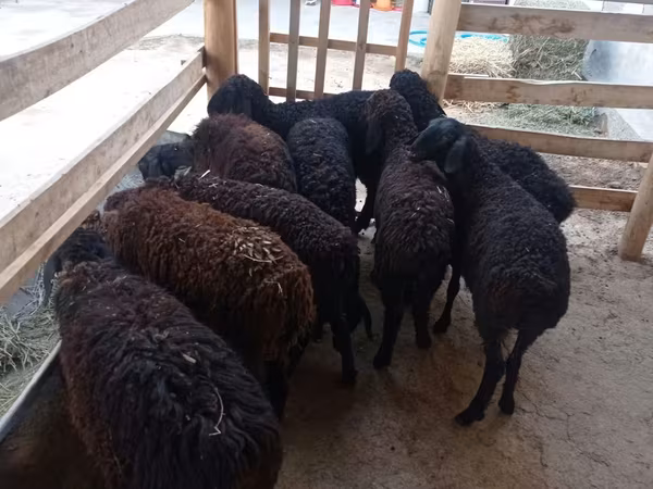 Schaf, Tajik sheep