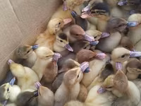 Ducks — photo 1