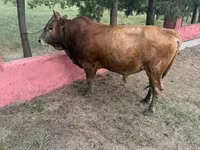 Bull, Cattle — photo 4
