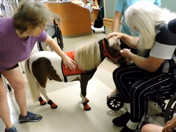 Mare, Miniature horse