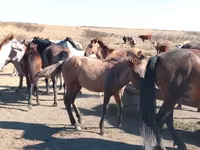 At, Mugalzhar horse — foto 2
