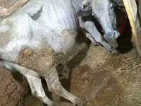 İnək, Mal-qara — foto 2