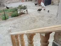 German Pekin — photo 8
