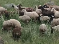 Sheep, Sheep — photo 8