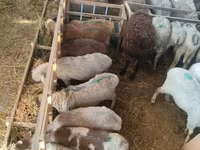 Oveja, Beulah Speckled face sheep — foto 3