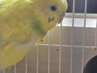 Məhsul: Dalmatin/limon rəng çalarları olan cüt dalmaçyalı-budgerigar — Foto 1