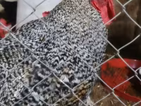 Australorp — photo 6