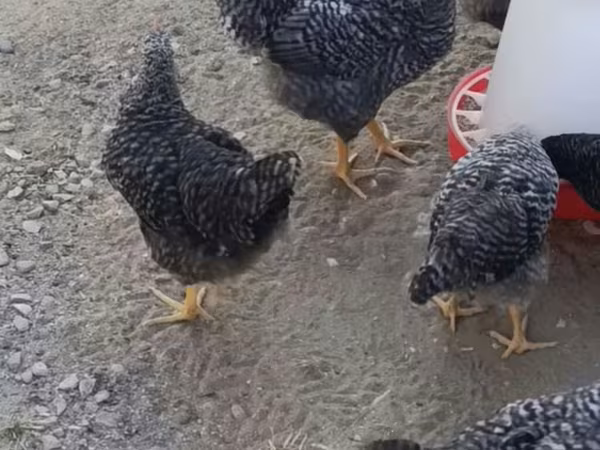 Chickens — Azerbaijan