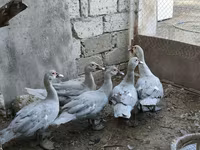 Ducks — الصورة 3