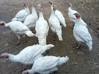 Turkeys — Foto 1
