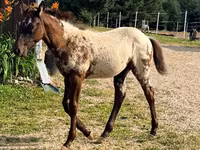 Madyan, Appaloosa — foto 8