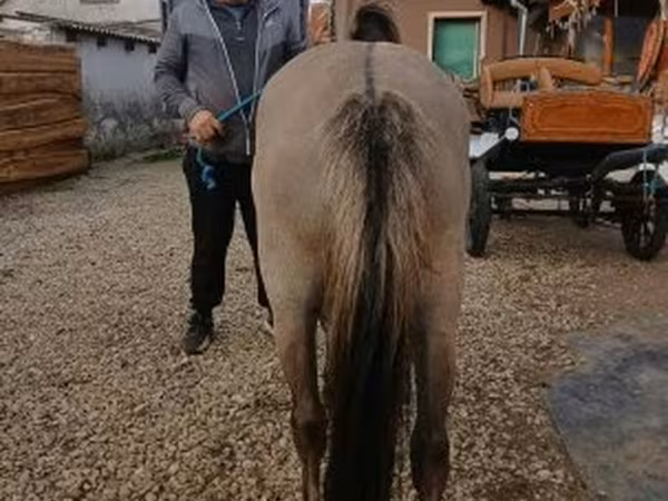 Égua, Fjогd