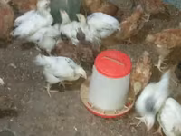 Chickens — photo 1
