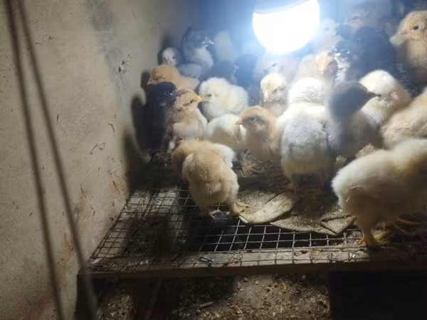 Chickens