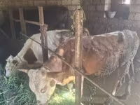 Cattle (batch, sex not specified), Cattle — photo 1