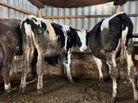 Krowa, Russian Black pied cattle — zdjęcie 2