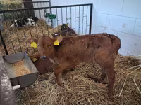 Bulle, Simmental cattle — Foto 1