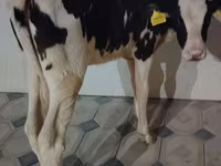 Vaca, Raza Holstein — foto 5