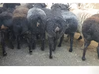 Owca, Hissar sheep — zdjęcie 1