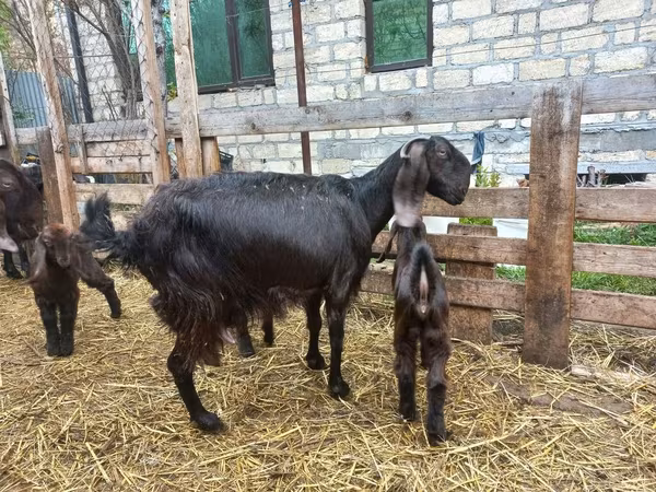 Goat, Damask goat